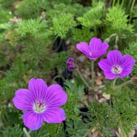 Geranium magniflorum 